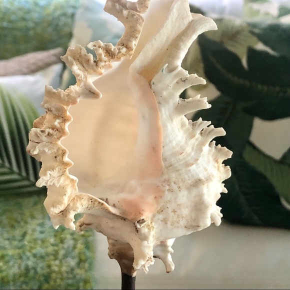 New! Romosa Murex Seashell Black Stand - Picture 3 of 8